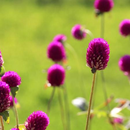 8368_lila_blueten_by_peter_weidemann_pfarrbriefservice (1)